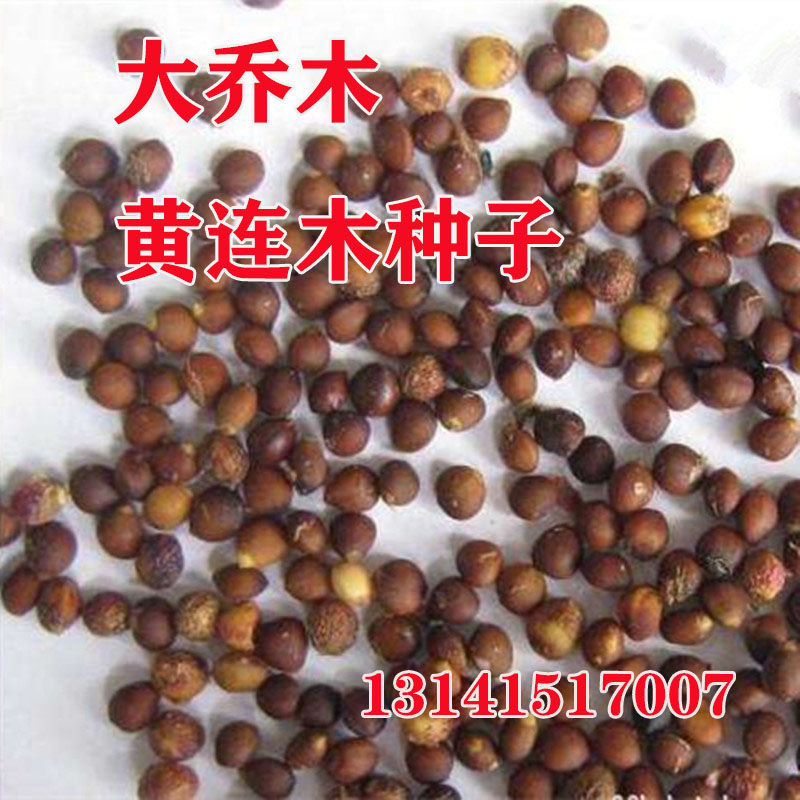 黄连木种子行道树盆栽绿植公园绿化大乔木黄连木工程树苗林木种籽