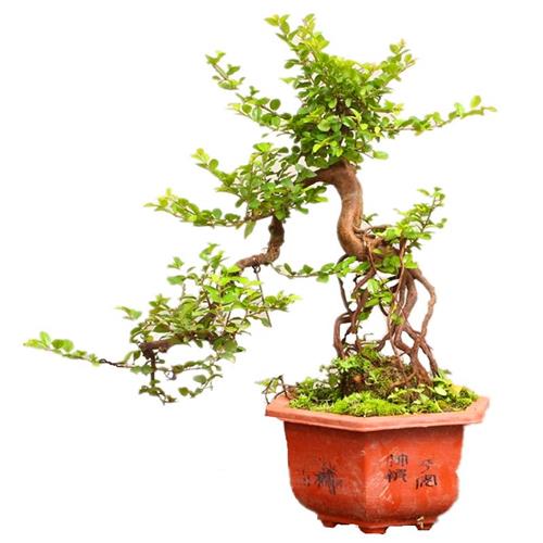 少量高端精品提根雀梅盆景树桩开花结果盆栽茶室新中式室内绿植物