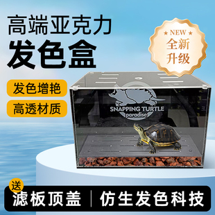 乌龟发色盒育龟苗桌面缸小型防逃鳄龟专用缸底滤沉淀板隔离饲养盒