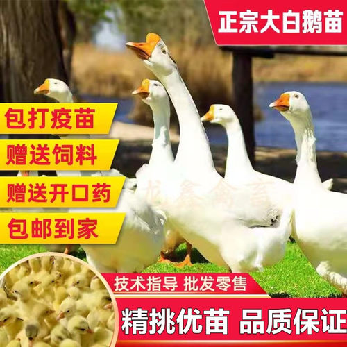 鹅苗健康优质苗顺丰包邮包活到家