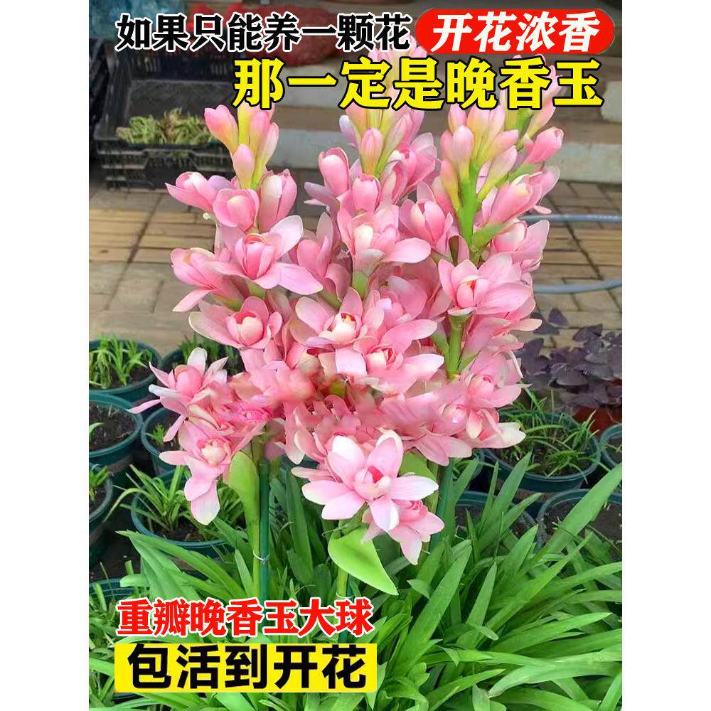 晚香玉种球重瓣大花球根夜来香浓香型多年生切花庭院阳台盆栽花卉
