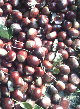 正宗迁西板栗3113标栗子青龙宽城313甘栗种子诚聘糖炒子合作鲜糯