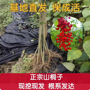 榨油造林经济葡萄山桐子树苗基地果树油苗可山桐子四川直发树苗