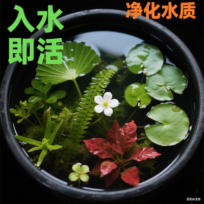 鱼缸浮萍一叶莲水葫芦古法养鱼