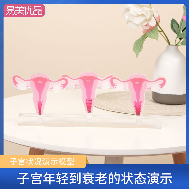 子宫状态演示产康教学医用模型