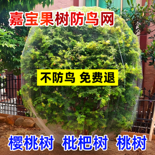 果树罩网果树防鸟网罩果园防鸟用的网专用纱网无花果葡萄水果樱桃