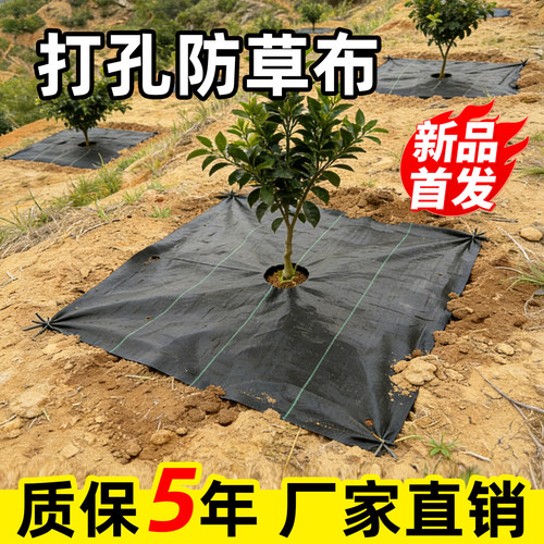 打孔防草布果树专用遮草布树苗透气保湿盖草pe除草地膜厂家可定制