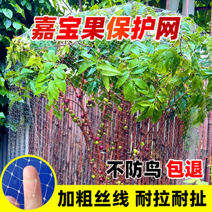 新款果树防鸟罩嘉宝果枇杷樱桃蓝莓果园尼龙防护网菜地阳台保护罩