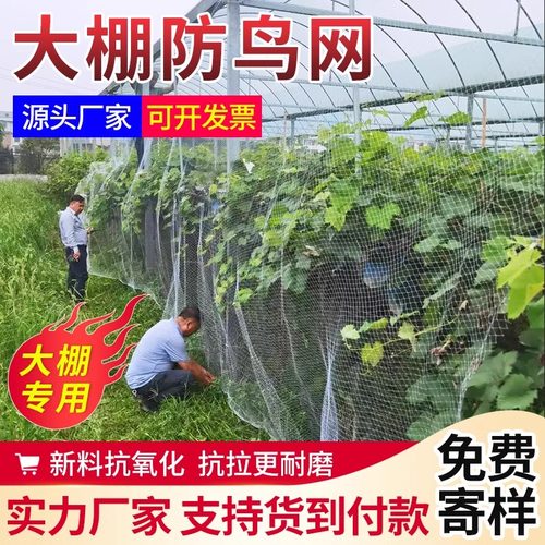 大棚通风口防鸟网防护网