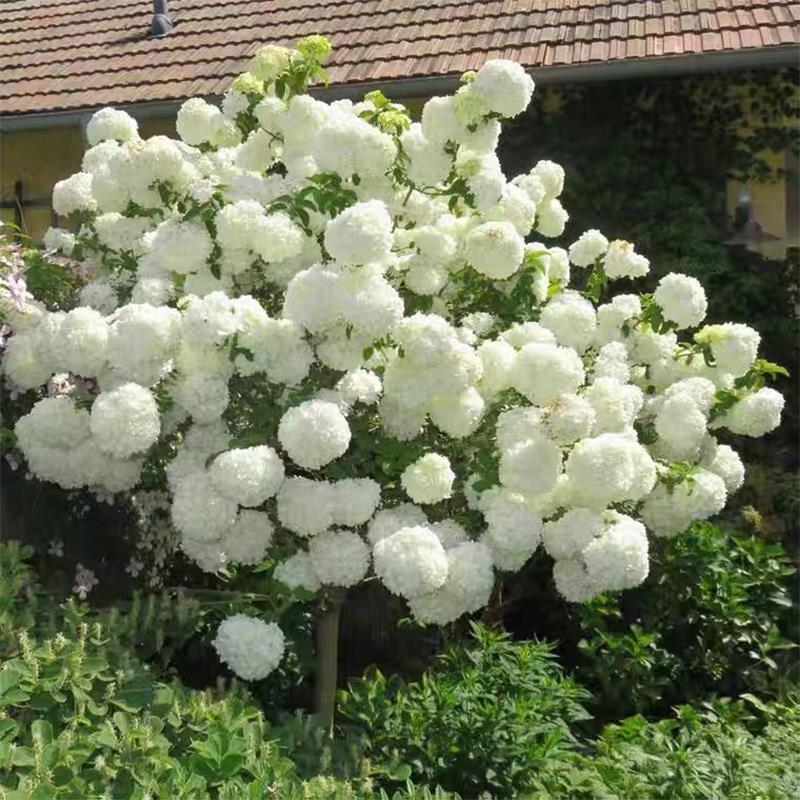 【中华木绣球】宙斯花园庭院露台耐热耐寒网红大花绣球苗植物盆栽