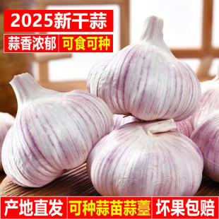 25年农家新干蒜头半紫白皮大蒜头中果特大果当季 新鲜蔬菜产地直发