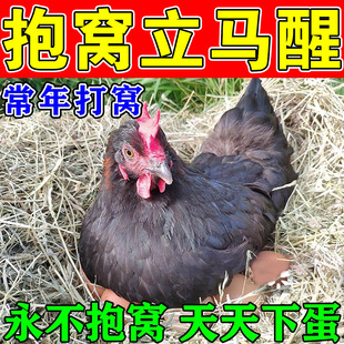 鸡醒抱药专治母鸡抱窝卧不起公鸡常年抱窝的药鸡鸭鹅下蛋催蛋专用