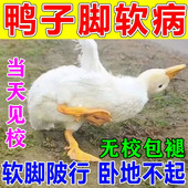 鸭子软脚病专用药鸡鸭鹅腿软站不起来浆膜特效炎病鸭子拉黄稀