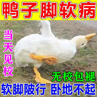 鸭子软脚病专用药鸡鸭鹅腿软站不起来浆膜特效炎病鸭子拉黄稀