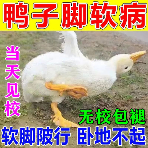 鸭子软脚病专用药鸡鸭鹅腿软站不起来浆膜特效炎病鸭子拉黄稀