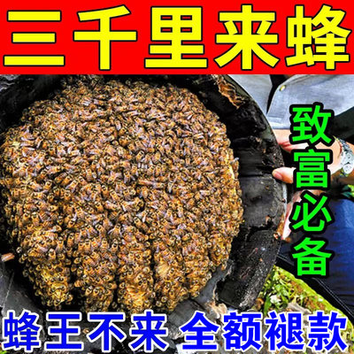 诱蜂膏神器蜂蜡诱蜂用野外用诱蜂水中蜂养蜂招蜂水蜜蜂引诱蜂王
