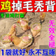 鸡掉毛专用药专治鸡啄肛啄羽啄毛药防打架互啄补充营养止啄止咬灵
