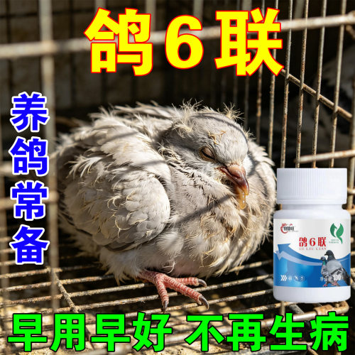 鸽子专用药鸽六联强效鸽药甩拉吐精神不振缩头歪脖稀便绿便炸毛药