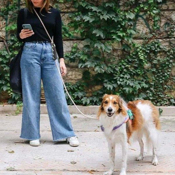 Dog Leash P Chain Hands Free Dog Leash Reflective Leashes