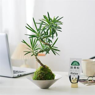 苔藓球罗汉松造型老桩水培植物室内办公室茶室客厅桌面绿植小盆景