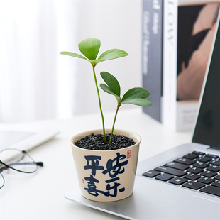 墨西哥铁树幸运四叶草盆栽室内办公桌面解压情绪绿植花卉迷你植物