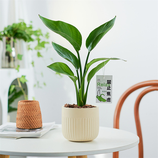 好养花卉小摆件 办公室客厅四季 网红易活绿植天堂鸟 盆栽植物室内