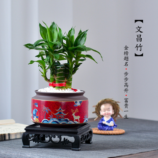 富贵竹植物盆栽书桌绿植室内办公室好养文昌竹4支步步高转运花卉