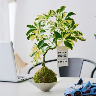 花叶鸭脚木苔藓球懒人植物室内好养殖办公室桌面盆栽净化空气花叶
