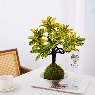 造型黄金万两苔藓球变叶木黄金树净化空气耐养招财北欧水培绿植