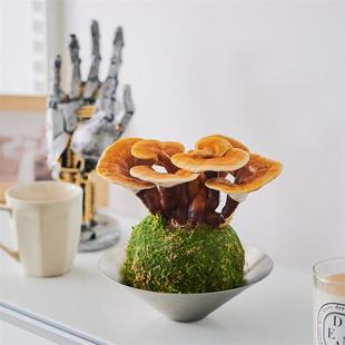 灵芝苔藓球办公室茶桌趣味招财植物易养殖耐活水培植物桌面绿植