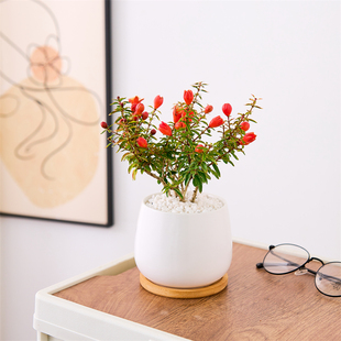 北欧ins风石榴花办公室桌面盆栽带花树苗室内客厅绿植四季 开花
