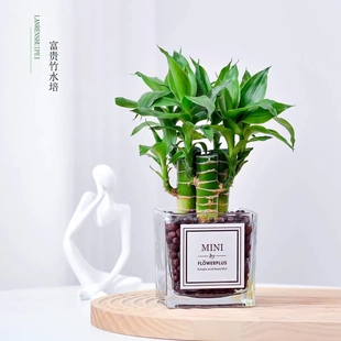 水培带根富贵竹文昌竹盆栽办公室内花卉好养绿植物招财富贵观音竹
