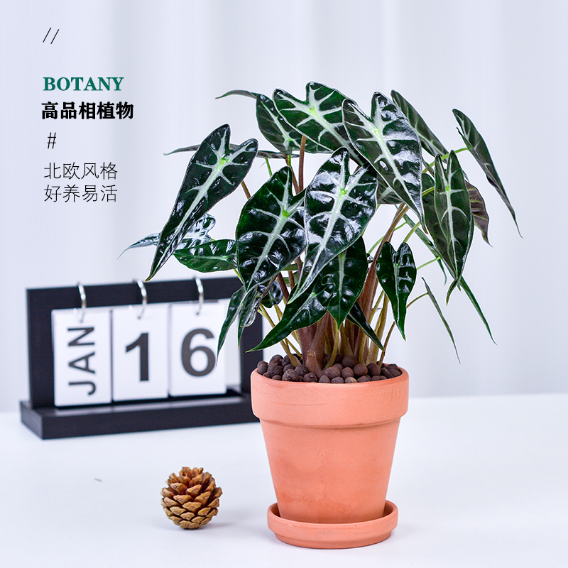 网红植物海芋小仙女室内盆栽花卉