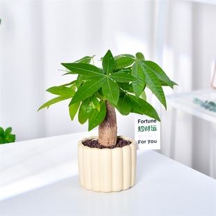 发财树小盆栽室内植物水培客厅招财摆件新款 花卉绿植盆景好养易活