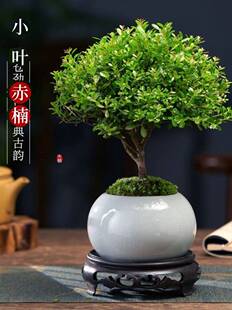 小叶赤楠盆景树苗老桩迷你盆栽植物室内净化空气禅意桌面好养绿植