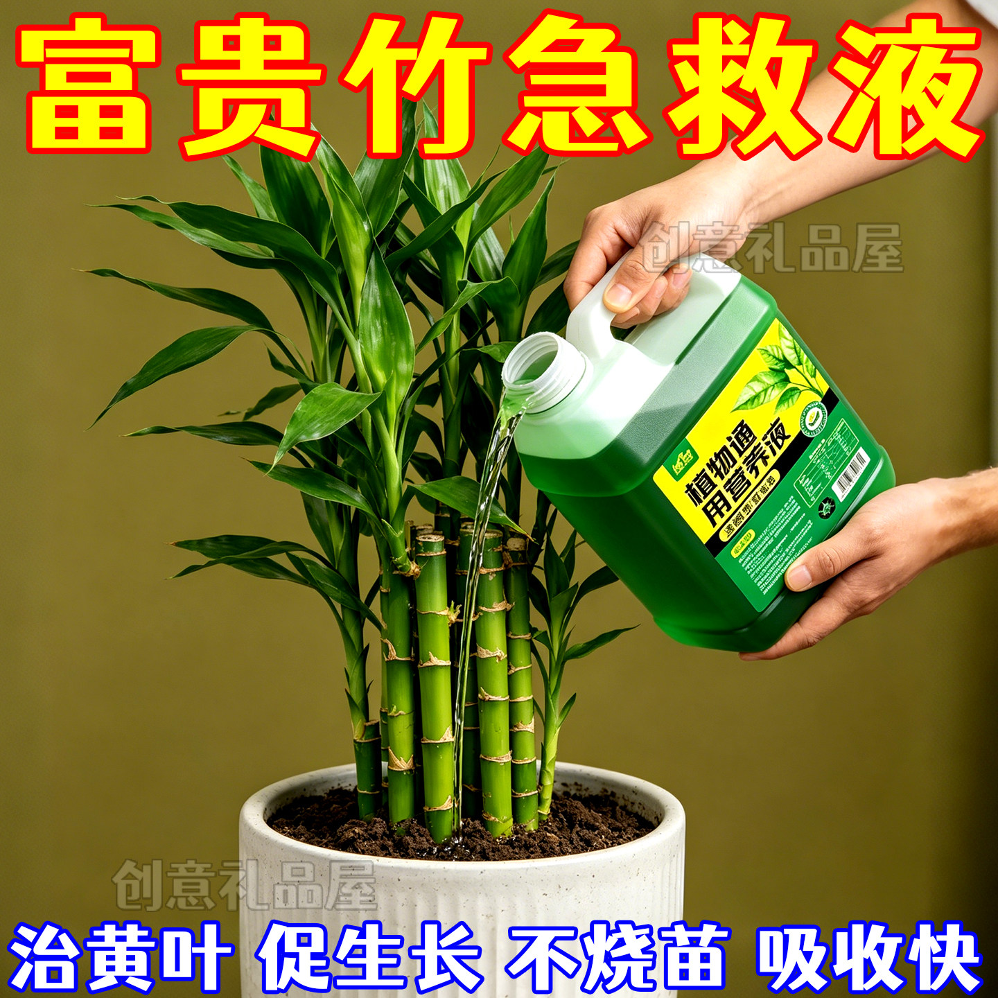 富贵竹营养液治黄叶促生根