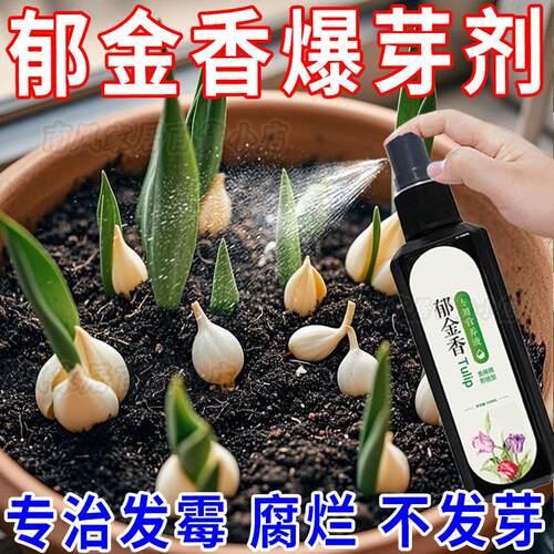 郁金香水培营养液肥料专用肥盆栽