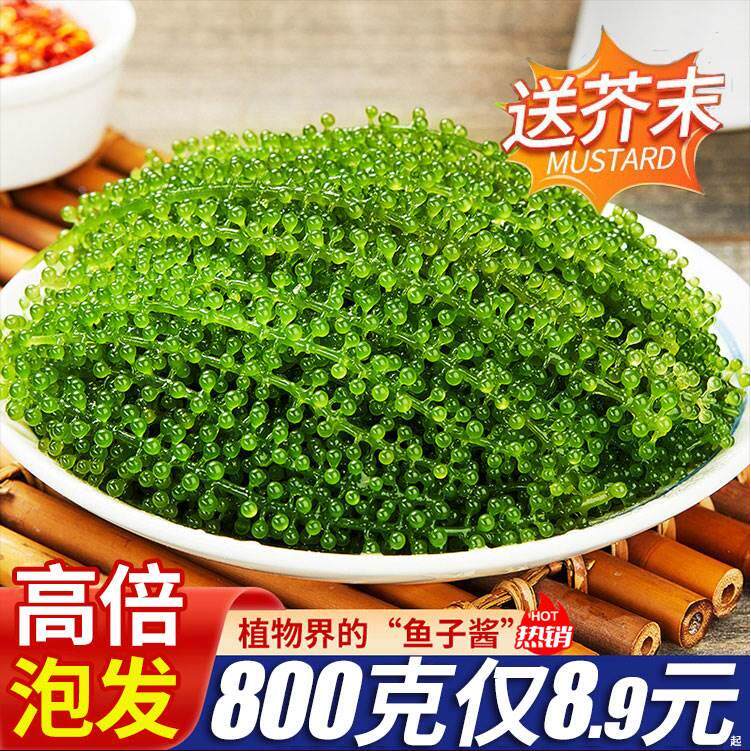 海葡萄即食无添加儿童食用绿色鱼子酱送芥末新鲜即食新鲜即食海草