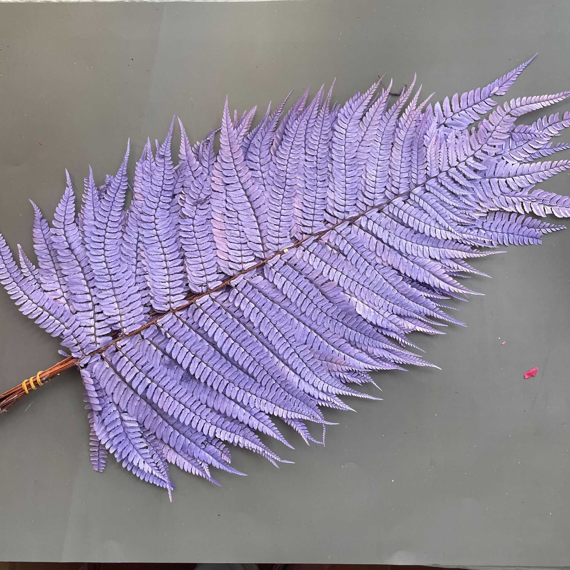 新款直销高山羊齿蕨叶永生花龙须草相思蕨永生花配材配叶多色可选