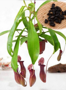 20Pcs/pack Seeds Pitcher Plant Purpurea Foliage Carnivorous