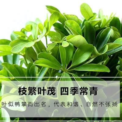 Seven leaf lotus hydroponic potted plant flower planting h