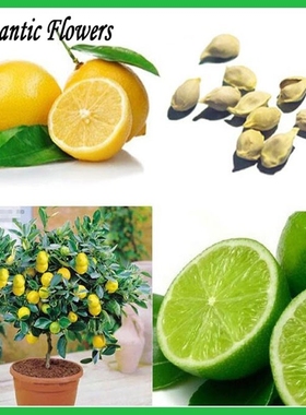 Lemon Tree Seeds High Survival Rate Bonsai Fruit Seeds For H