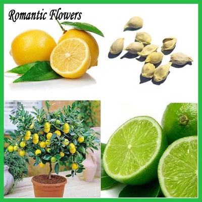 Lemon Tree Seeds High Survival Rate Bonsai Fruit Seeds For H