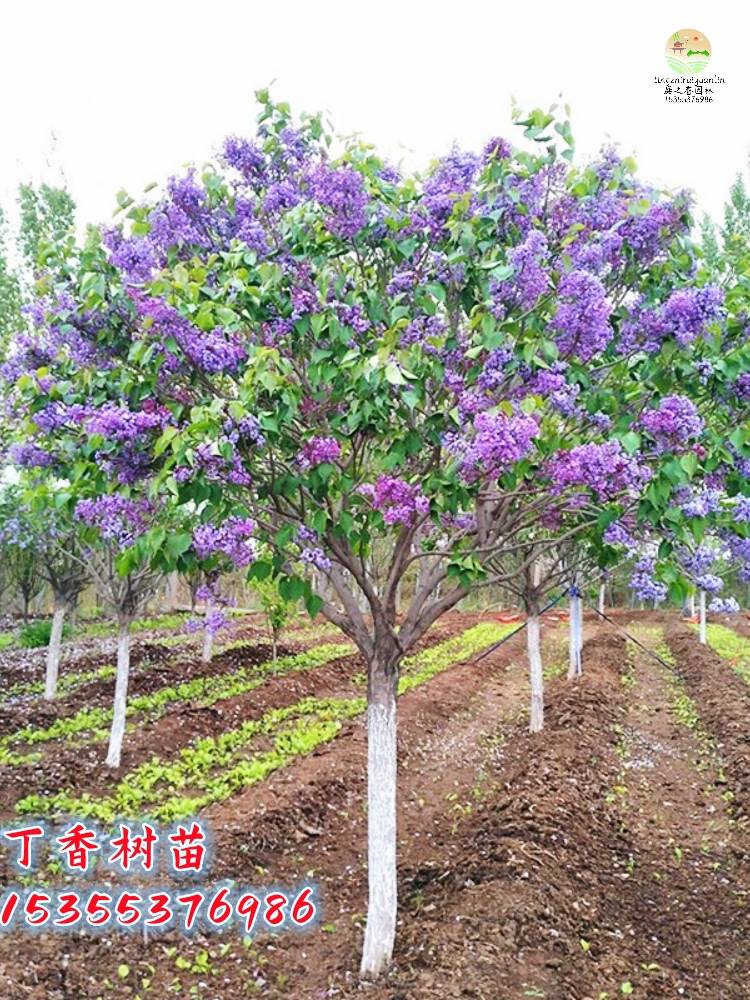 丁香花树苗别墅庭院耐寒大型风景树种丛生紫丁香花苗盆栽浓香花卉