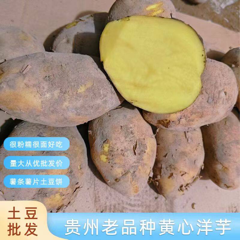 贵州威宁土豆批发价30-100斤黄心粉面老品种炸薯条片饼新鲜现挖