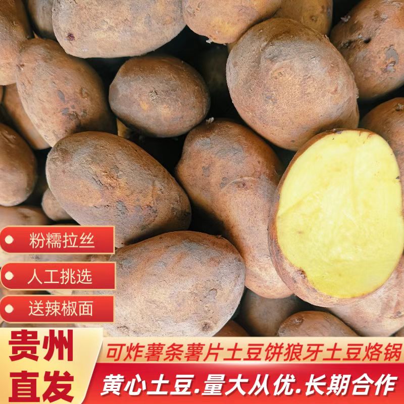 贵州威宁土豆批发价30-100斤黄心粉面老品种炸薯条片饼新鲜现挖