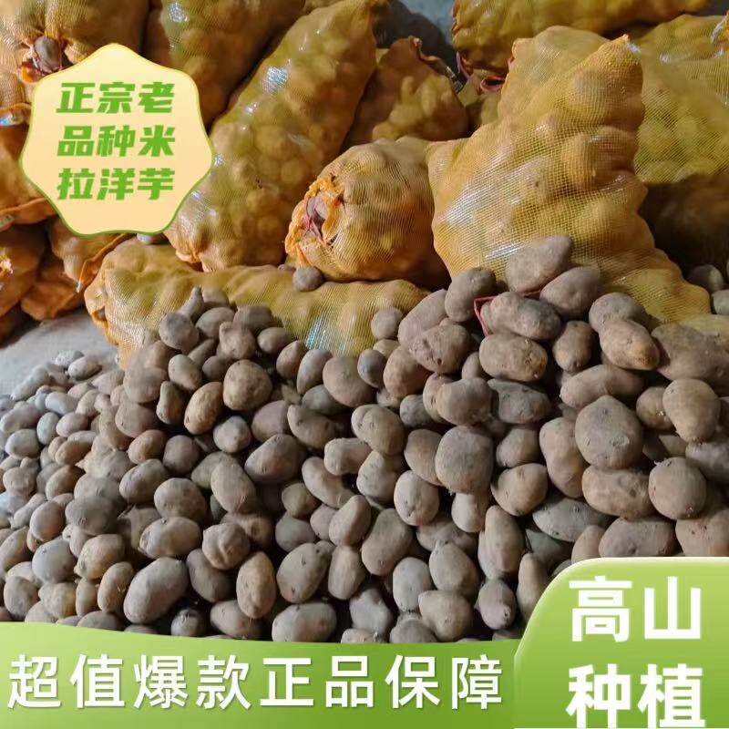 贵州威宁老品种米拉洋芋高山种植农家自种土豆马铃薯黄心粉面新鲜