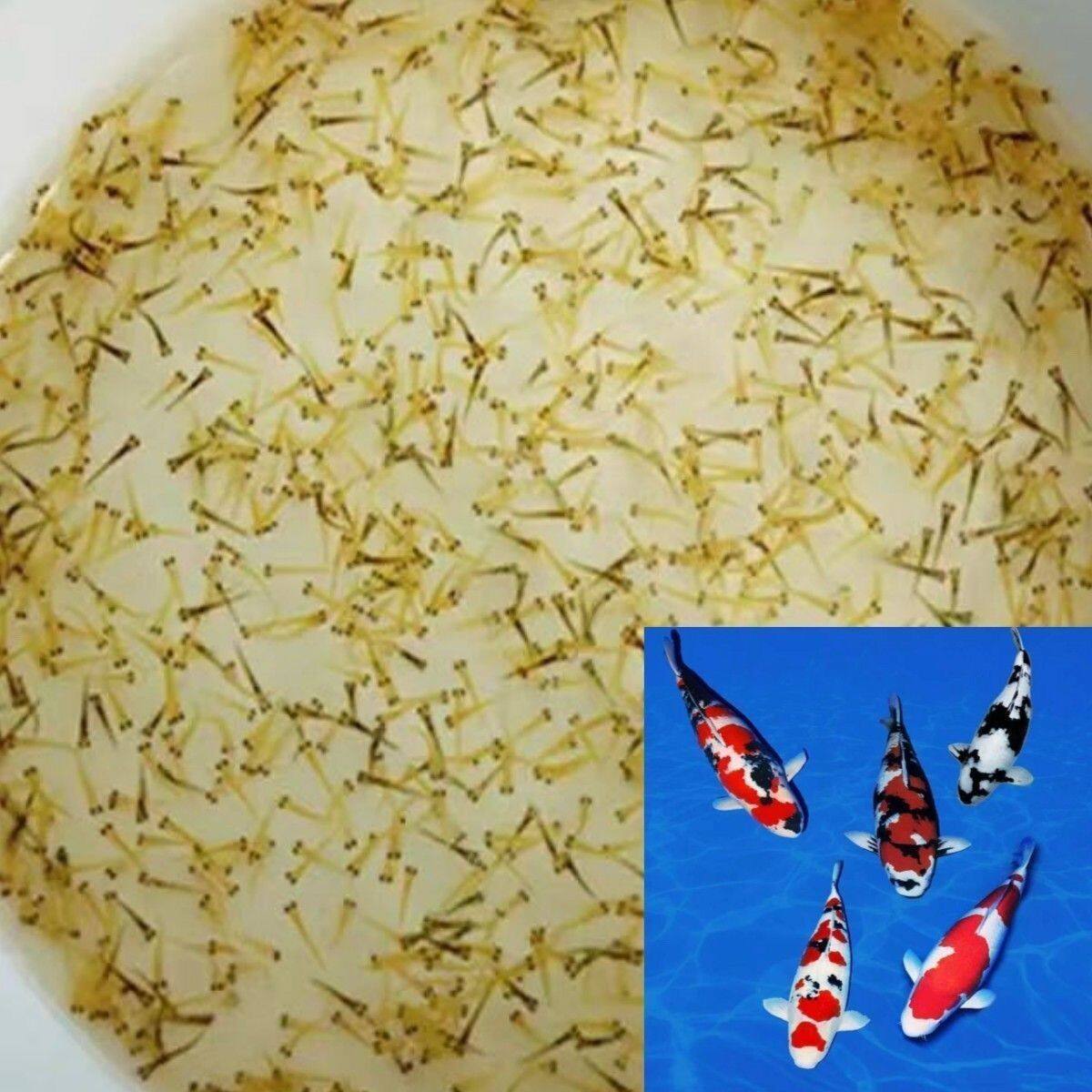 纯种日本锦鲤观赏水花鱼苗红白大正三色昭和介子好养耐活混搭水花