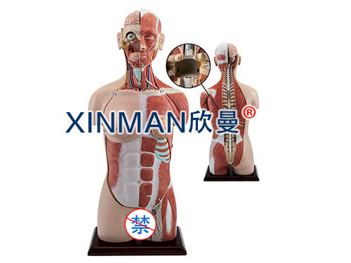 男女两性人体头颈胸腹肌肉模型