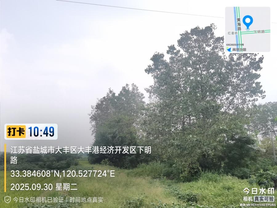 江苏庆丰林业发展有限公司部分杨树林带整体打包销售